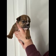 English Bulldog - Both