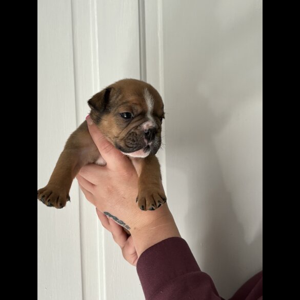 English Bulldog - Both