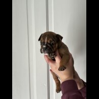 English Bulldog - Both