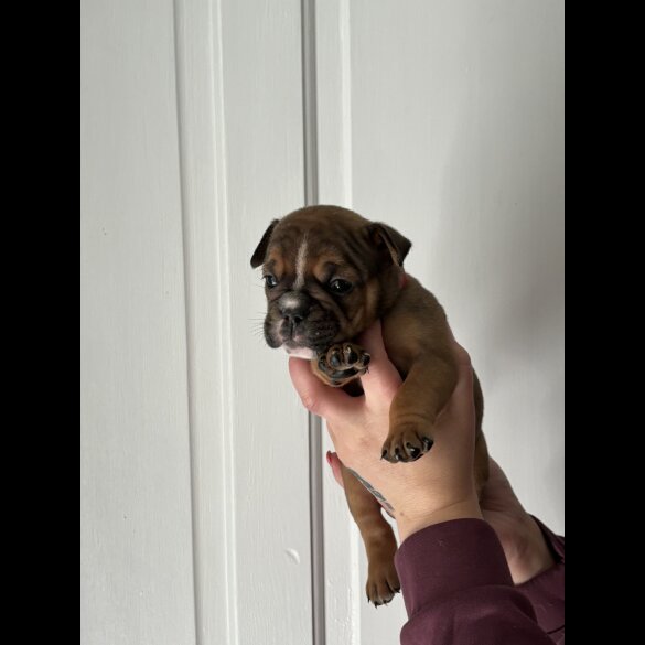 English Bulldog - Both