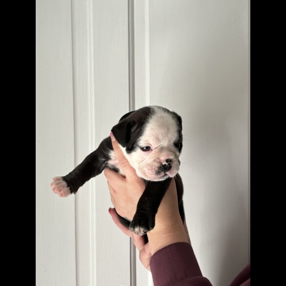 English Bulldog - Both