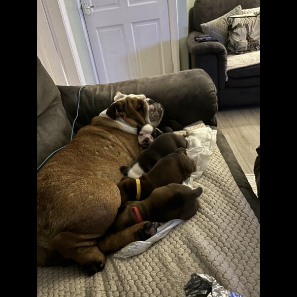 English Bulldog - Both