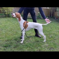 English Pointer - Both