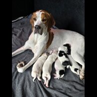 English Pointer - Both