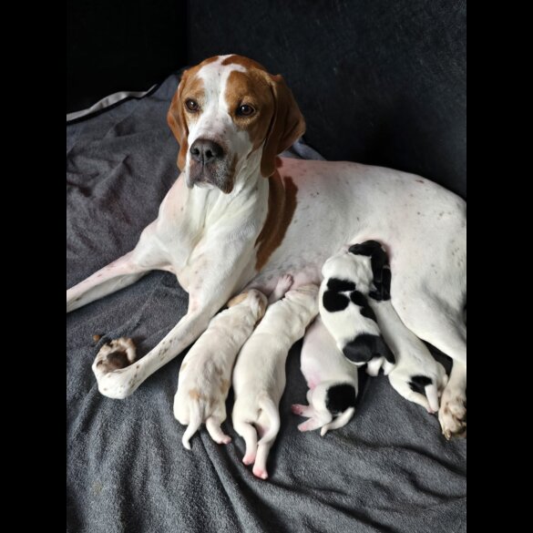 English Pointer - Both