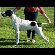 English Pointer - Both