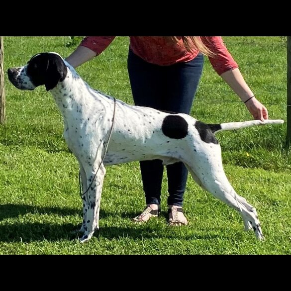 English Pointer - Both