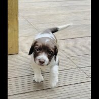 English Springer Spaniel - Both