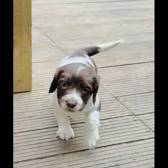 English Springer Spaniel - Both