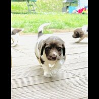English Springer Spaniel - Both