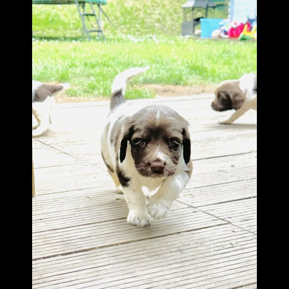 English Springer Spaniel - Both