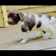 English Springer Spaniel - Both