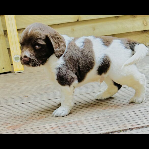 English Springer Spaniel - Both