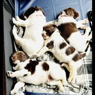 English Springer Spaniel - Both