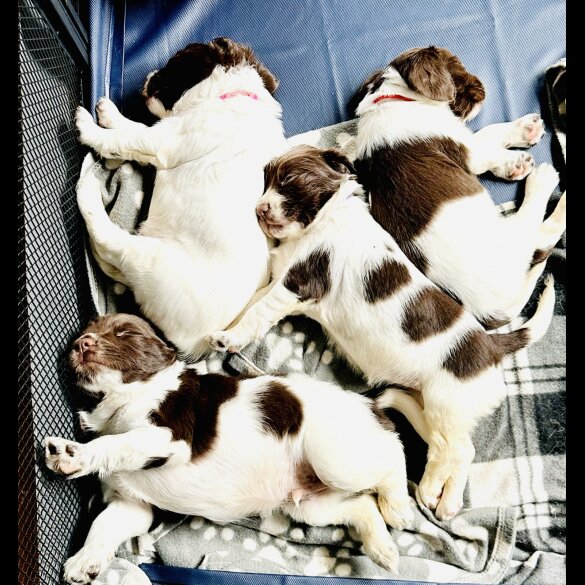English Springer Spaniel - Both
