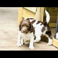 English Springer Spaniel - Both