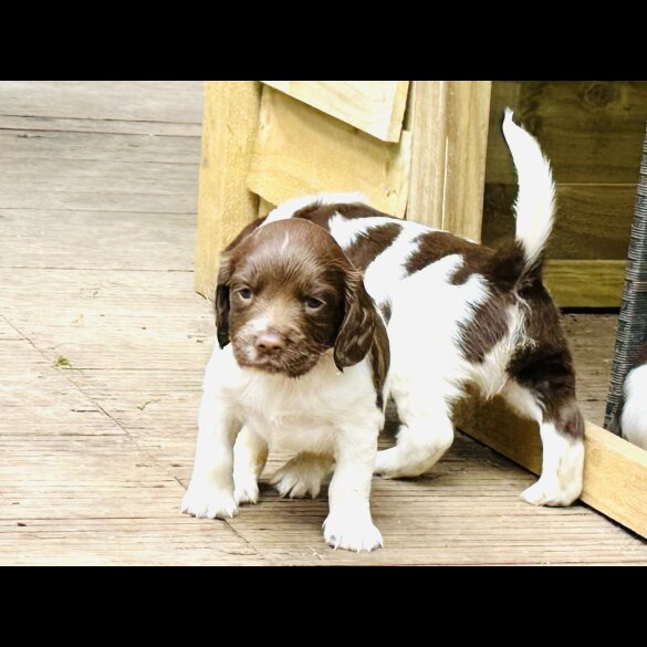 English Springer Spaniel - Both