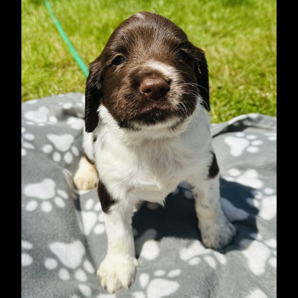 English Springer Spaniel - Both