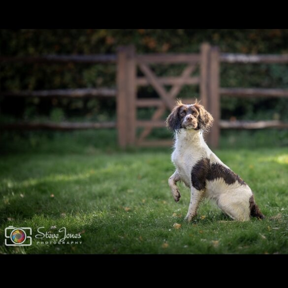 English Springer Spaniel - Both