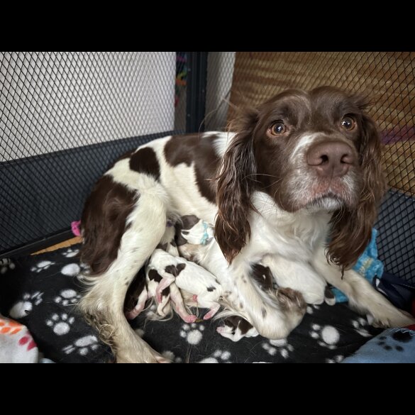 English Springer Spaniel - Both