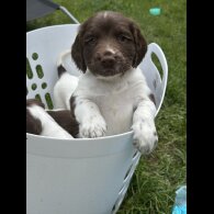 English Springer Spaniel - Both