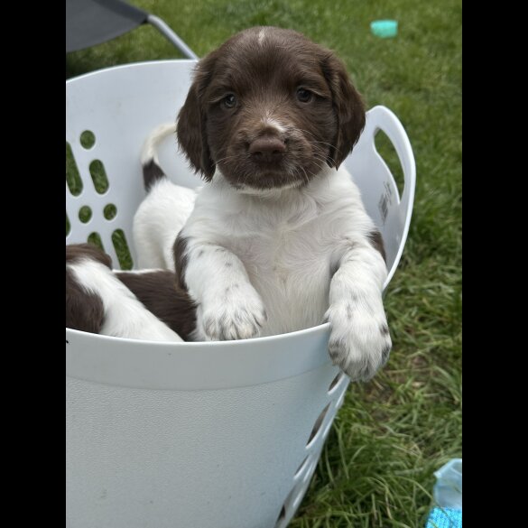 English Springer Spaniel - Both