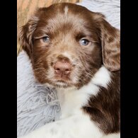 English Springer Spaniel - Both