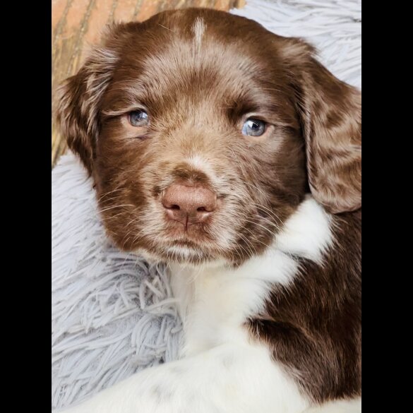 English Springer Spaniel - Both