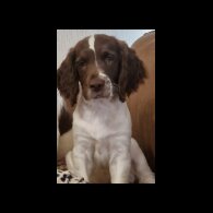 English Springer Spaniel - Both