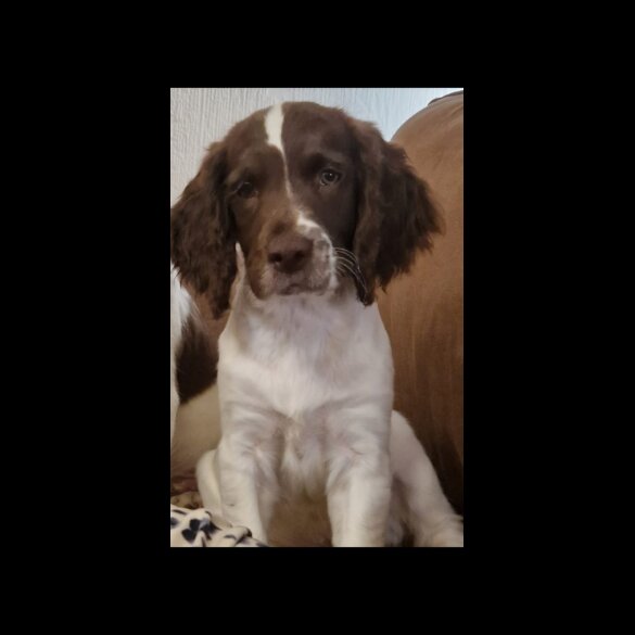 English Springer Spaniel - Both