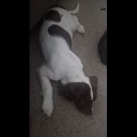English Springer Spaniel - Both