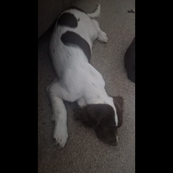 English Springer Spaniel - Both