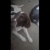 English Springer Spaniel - Both