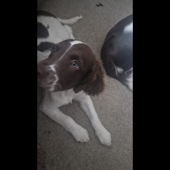 English Springer Spaniel - Both