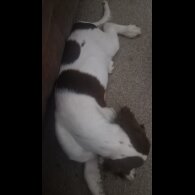 English Springer Spaniel - Both
