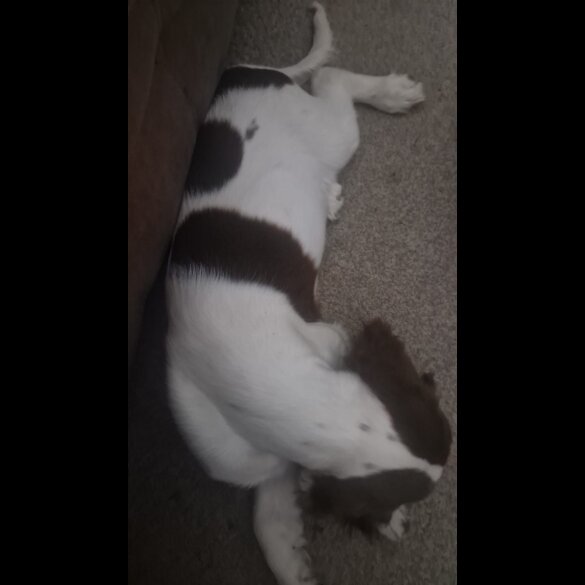 English Springer Spaniel - Both