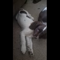 English Springer Spaniel - Both
