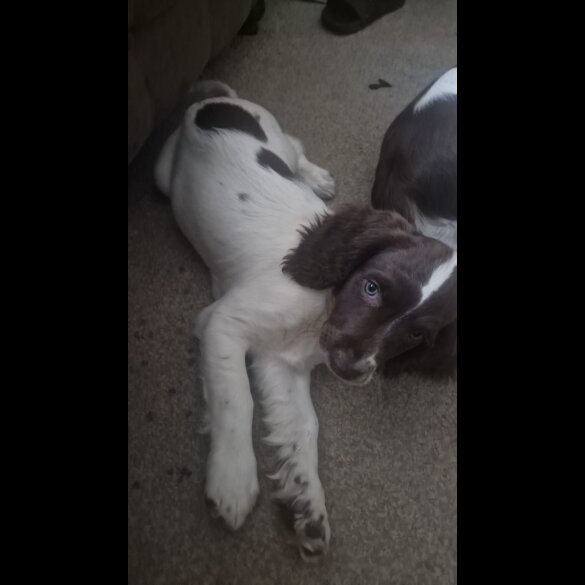 English Springer Spaniel - Both