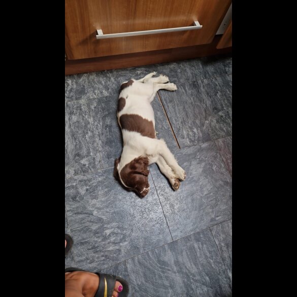 English Springer Spaniel - Both
