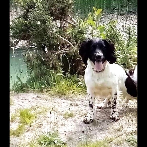 English Springer Spaniel - Dogs
