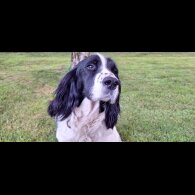 English Springer Spaniel - Dogs