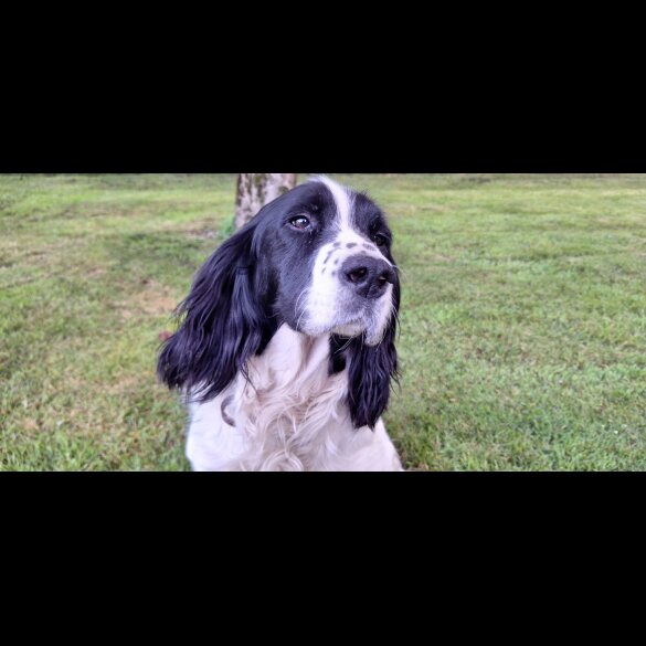 English Springer Spaniel - Dogs
