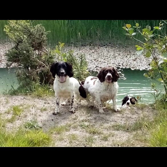 English Springer Spaniel - Dogs