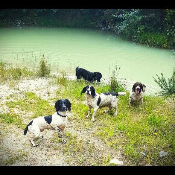 English Springer Spaniel - Dogs