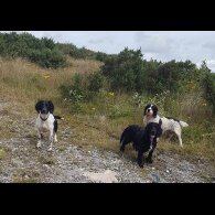 English Springer Spaniel - Dogs