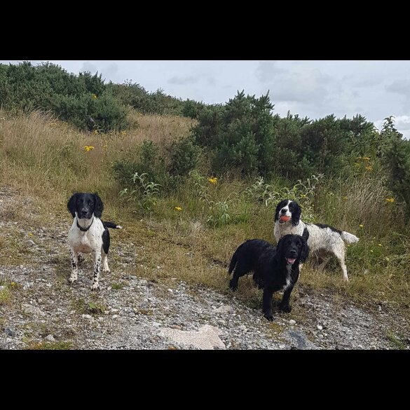 English Springer Spaniel - Dogs