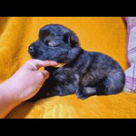 Eurasier - Both