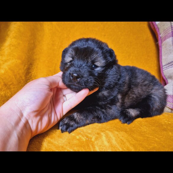 Eurasier - Both