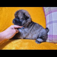 Eurasier - Both