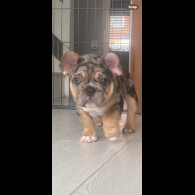 French Bulldog - Dogs